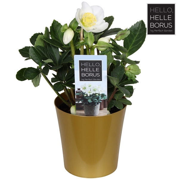 <h4>Helleborus niger 'Christmas Carol' P9 (Golden pot)</h4>