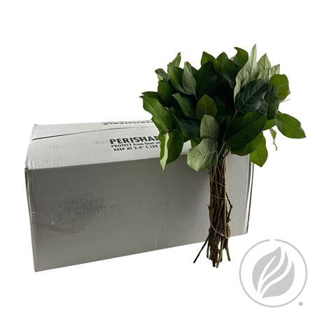 <h4>Salal Tips</h4>