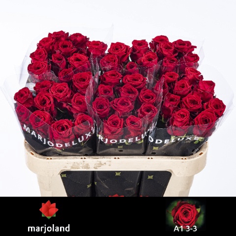 <h4>Rosa large red naomi! XL</h4>