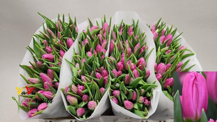 <h4>TU EN PINK FLAG</h4>