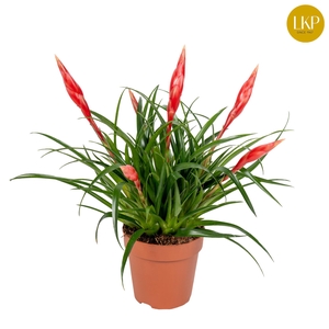 Vriesea Multiflower Astrid Rood (Zonder Hoes)