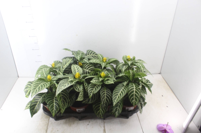 <h4>APHELANDRA COM FLOR P15 COM FLOR</h4>