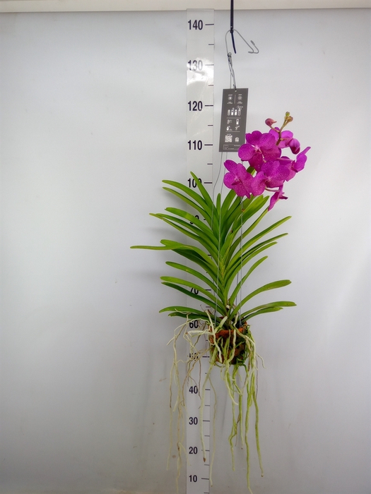 <h4>Vanda  hybriden</h4>