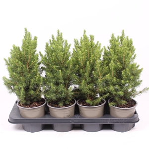 Picea glauca 'Conica'