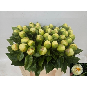 PAEO LEMON CHIFFON