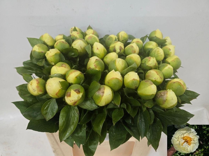 <h4>PAEO LEMON CHIFFON</h4>