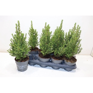 Picea Gl Conica