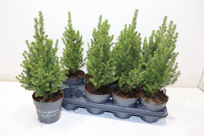 <h4>Picea Gl Conica</h4>