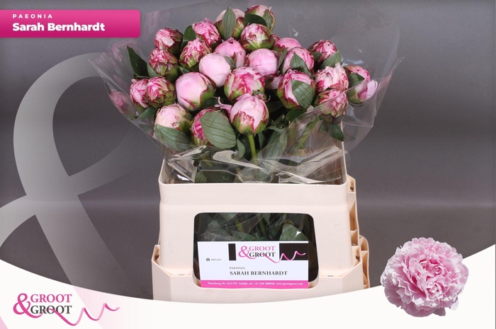 <h4>Paeonia Sarah Bernhardt</h4>