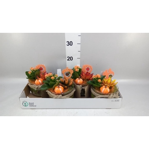 Arr.    Planten  L%