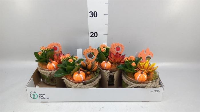 <h4>Arr.    Planten  L%</h4>