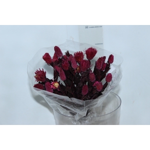 PLANTA SECA ARAPURAMA DESIDRATADA ROSA