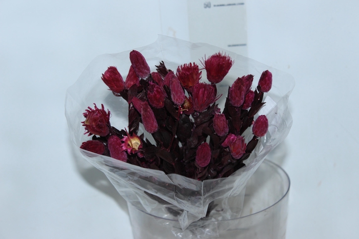 <h4>PLANTA SECA ARAPURAMA DESIDRATADA ROSA</h4>