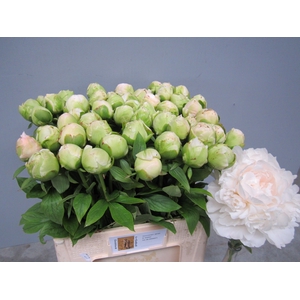 PAEO L PUFFED COTTON