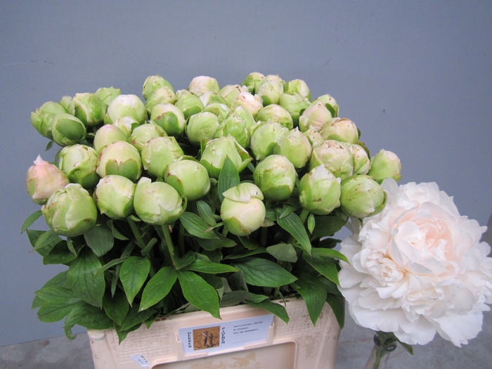 <h4>PAEO L PUFFED COTTON</h4>