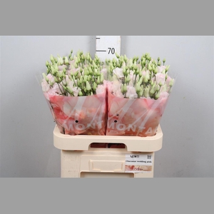 Eus G Chaconne Wedding Pink