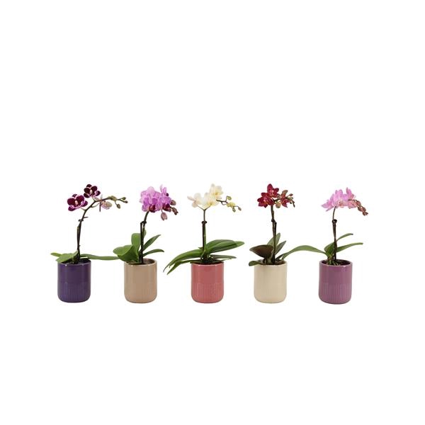 <h4>Morgan Charm Mix Tiny Dolls Mix 1T7+ Aqu@</h4>