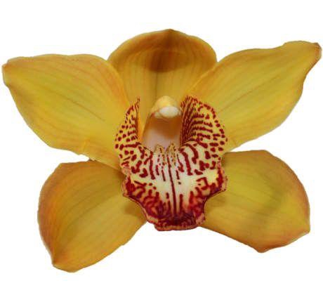 <h4>CYMB T ESTHER</h4>