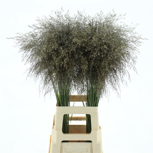 Deschampsia Brons
