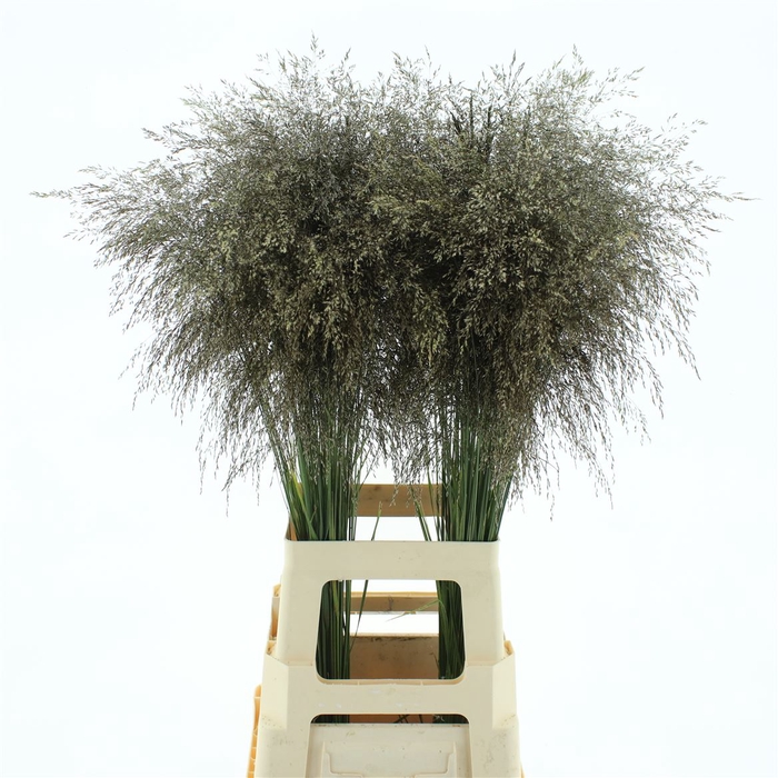 <h4>Deschampsia Brons</h4>