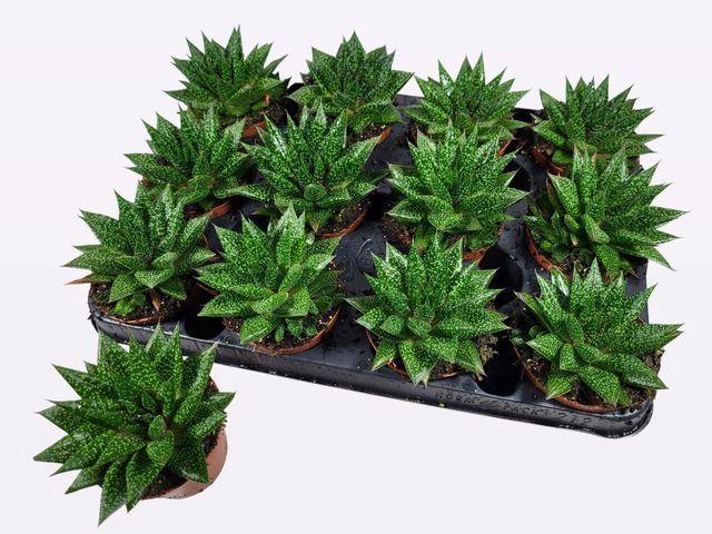 <h4>Gasteria 'D Due'</h4>