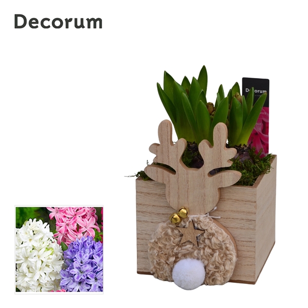 <h4>Arrangementen Hyacinthus 6%</h4>