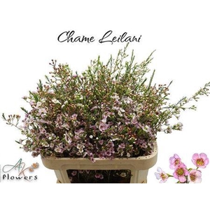Chame Leilani Pink White New 80cm