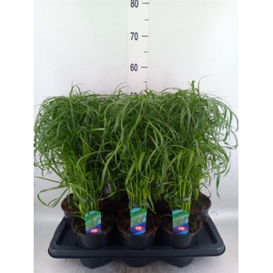 Cyperus alternifolius