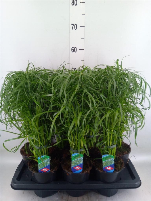 <h4>Cyperus alternifolius</h4>