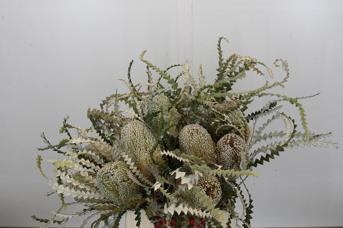 <h4>Banksia Speciosa</h4>