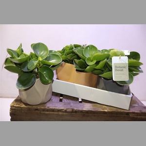 Pep Obt Green Gold In Keramiek