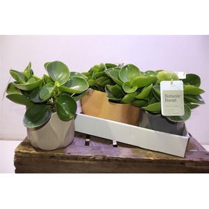 Pep Obt Green Gold In Keramiek