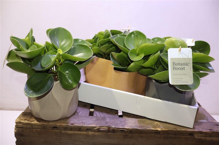 <h4>Pep Obt Green Gold In Keramiek</h4>