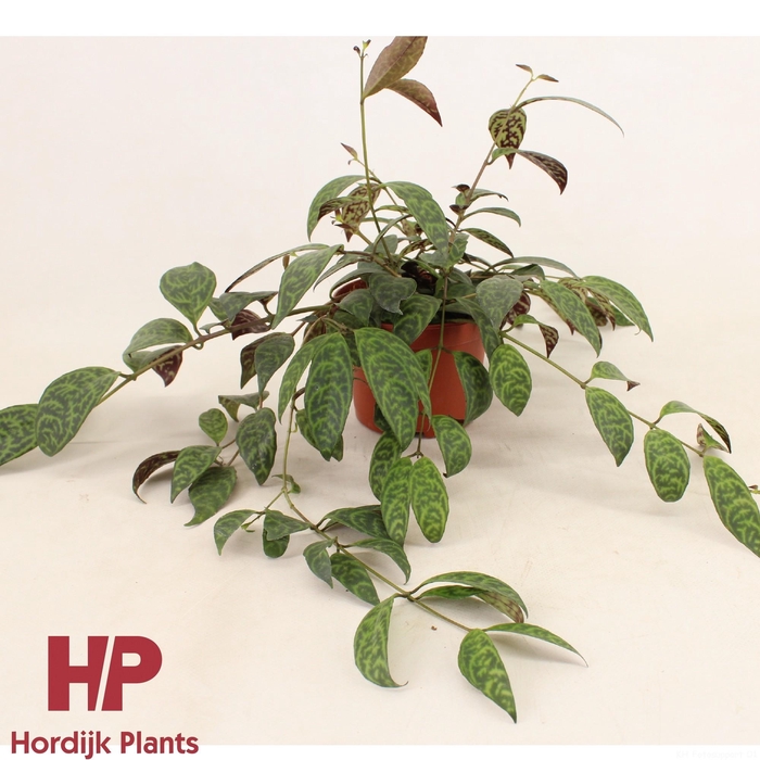 <h4>12 cm pot - Aeschynanthus Marmoratus</h4>
