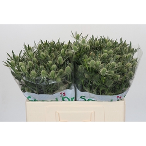 Eryngium Magical White Lagoon