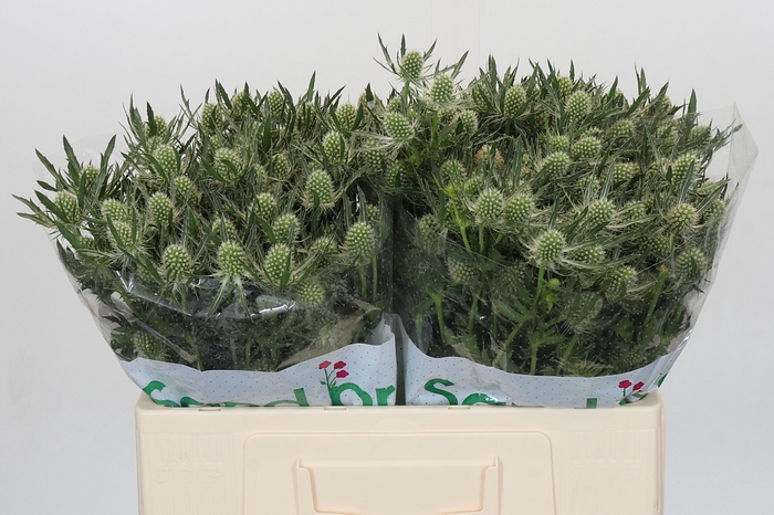 <h4>Eryngium Magical White Lagoon</h4>