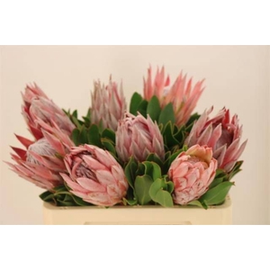 PROTEA CYNAROIDES