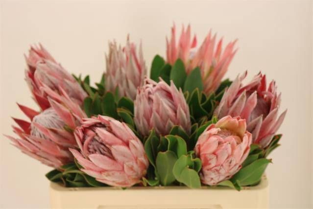 <h4>PROTEA CYNAROIDES</h4>