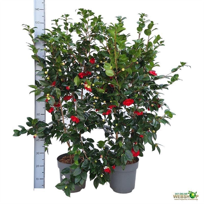 <h4>CAMELLIA JAPONICA</h4>
