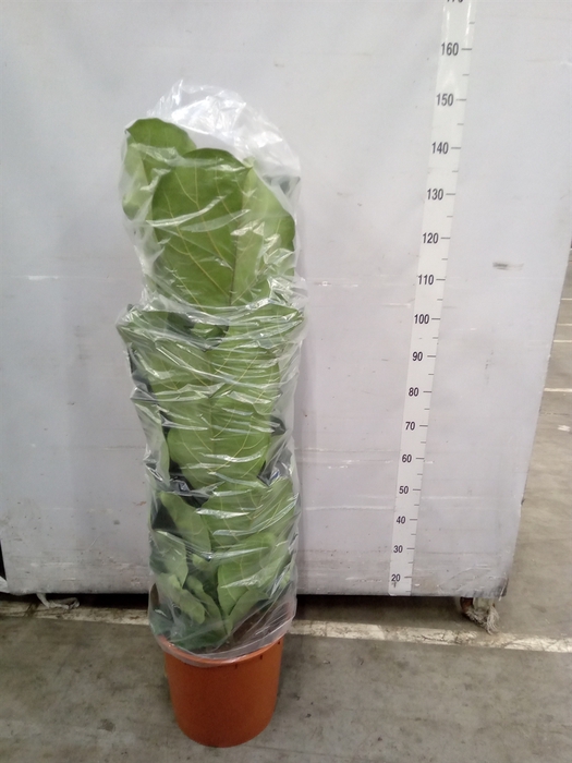 <h4>Ficus lyrata</h4>