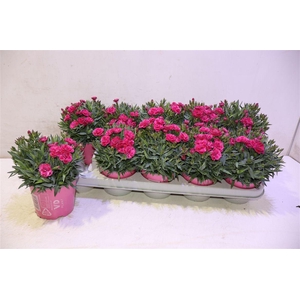 arr8 Dian Ca Peman Fan Ce