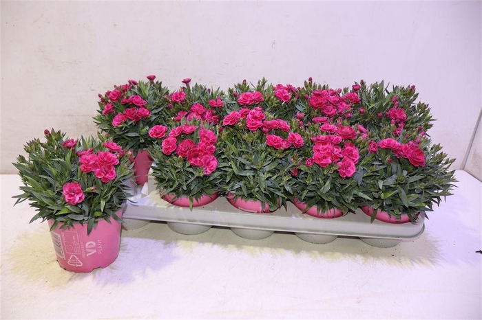 <h4>arr8 Dian Ca Peman Fan Ce</h4>