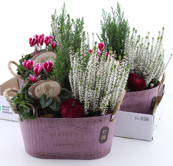 <h4>ARR TUINPLANTEN</h4>