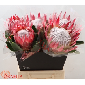 PROTEA CY MADIBA