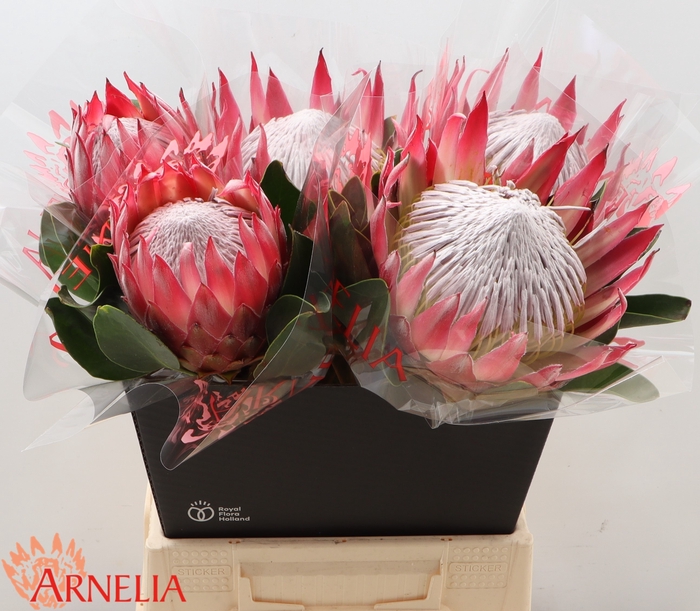 <h4>PROTEA CY MADIBA</h4>