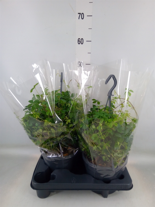 <h4>Parthenocissus  'Sugar Vine'</h4>