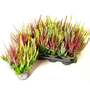 CALLU BL MILCA GEM