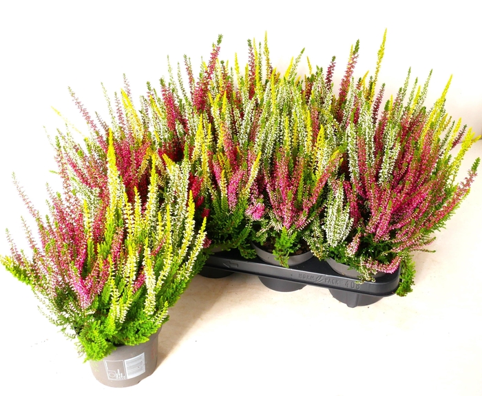 <h4>Callu Bl Milca Gem</h4>