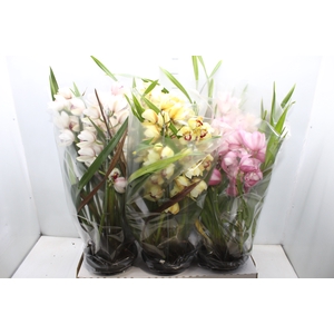 CYMBIDIUM P18 MIN 3 HT