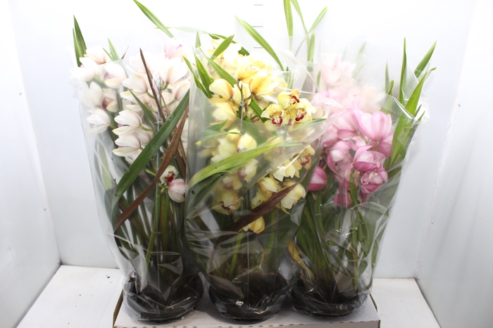 <h4>CYMBIDIUM P18 MIN 3 HT</h4>